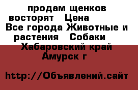 продам щенков восторят › Цена ­ 7 000 - Все города Животные и растения » Собаки   . Хабаровский край,Амурск г.